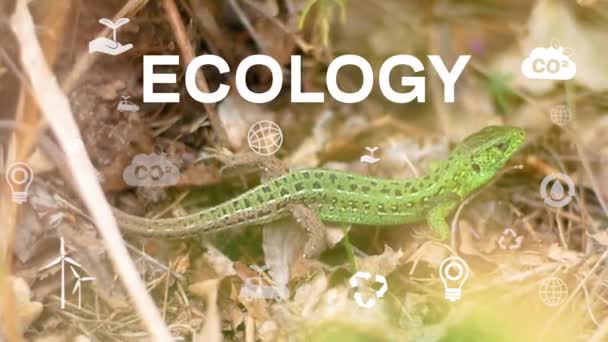 Yeşil Kertenkele Yaprakların Arasında Ekoloji Konsepti Yeşil Teknoloji Kavramı Evironik — Stok video
