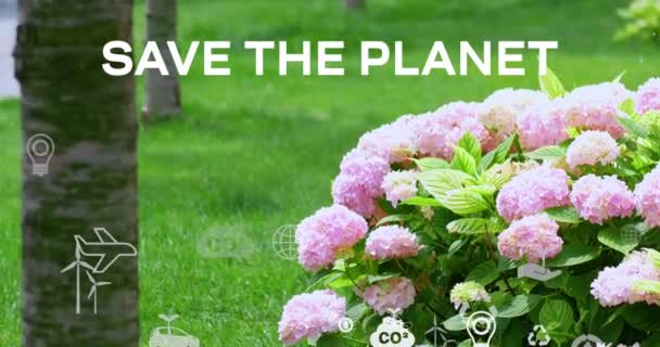 Krzew Różowych Hortensji Zielonym Trawniku Wiadomość Ratuj Świat Wideo — Wideo stockowe