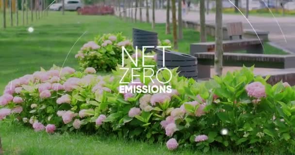 Міський Парк Кущами Гортензії Зеленим Газоном Зменшення Нульових Емісій Co2 — стокове відео