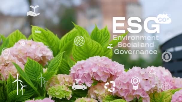 Ekologia Zielona Technologia Hydrangea Bush Closeup Green Technologii Koncept Envinromental — Wideo stockowe