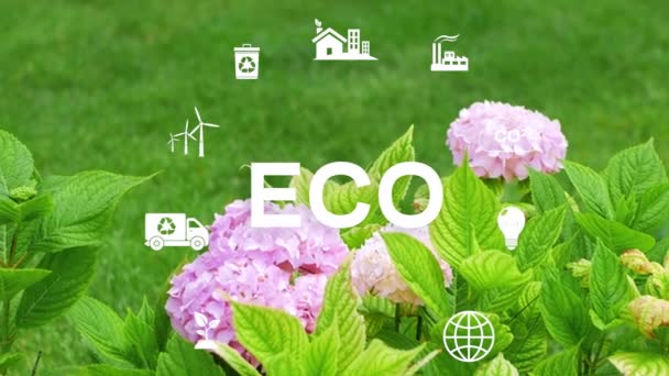 Ecologia Tecnologia Verde Cespuglio Ortensia Primo Piano Concetto Tecnologia Verde — Video Stock