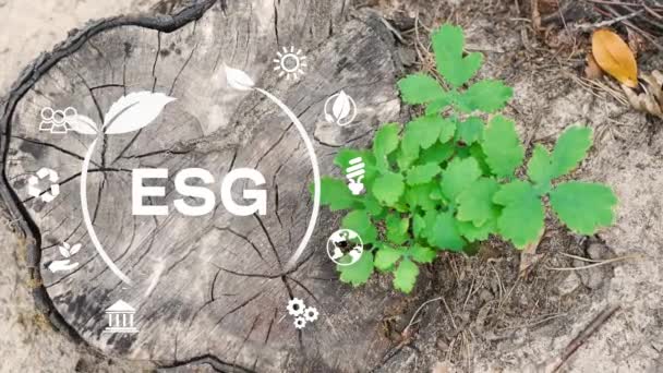 Esgのコンセプト 環境社会とガバナンス グリーンな自然の背景に関するネットワーク接続に関する持続可能で倫理的なビジネス グリーンプラント 4Kコーポレート動画 — ストック動画