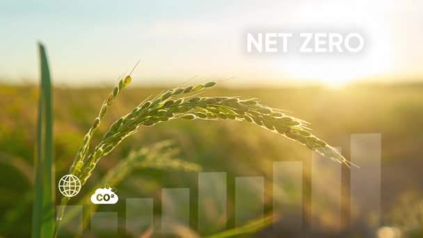 Net Zéro 2050 Concept Neutre Carbone Objectif Zéro Émission Nette — Video