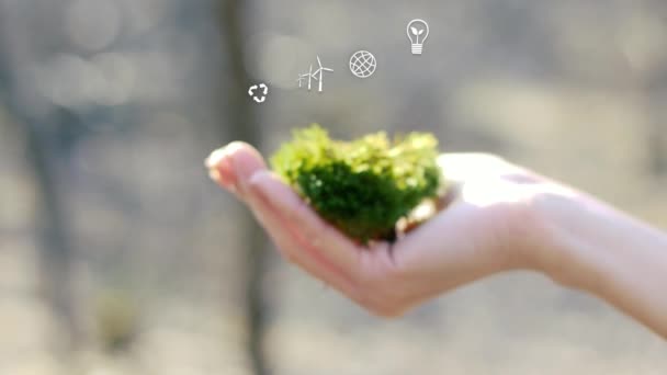 手握绿色苔藓二氧化碳减少排放和碳足迹 以限制全球暖化和气候变化 基于可再生能源的可持续发展和绿色商业 — 图库视频影像