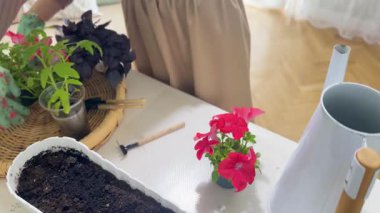 Çiçekleri saksıda rengarenk çiçeklere ayırıyorum..