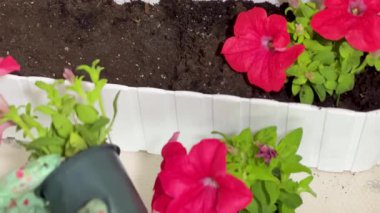 Ev Bitkileri Bahçesinde Bahçecilik Parlak Çiçekler.