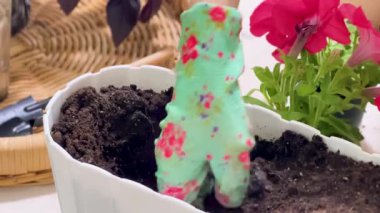 Parlak Pembe Balkon Çiçeklerini Saksı 'ya dikmek. Kapalı Bahçe.
