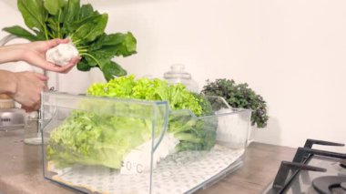  Başka bir Angletten Mutfak Sahnesi. Dondurucuda Taze Ispanak Depoluyormuş..