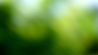 Sarı Yeşil Soyut Arkaplan