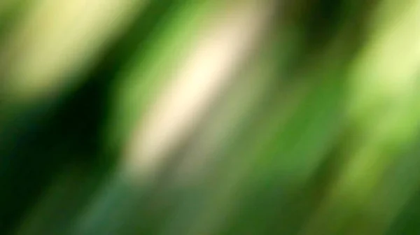 Fundo Abstrato Verde Soft Blur — Fotografia de Stock