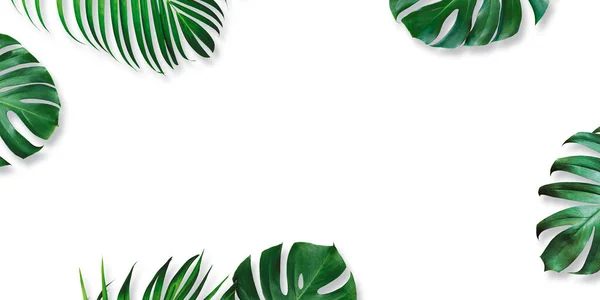 Summer Tropical Leaves White Background Copy Space — Stock Photo, Image