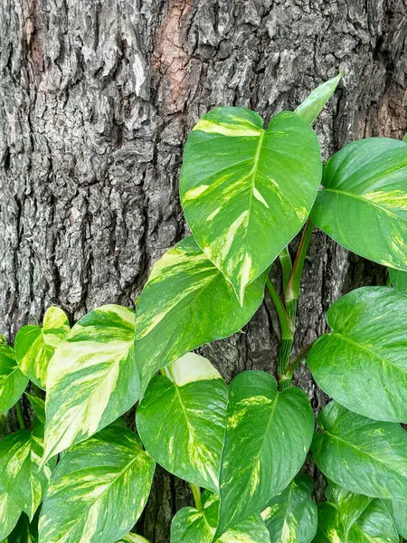 stock image Golden pothos or devil`s ivy climbing up a tree in the garden