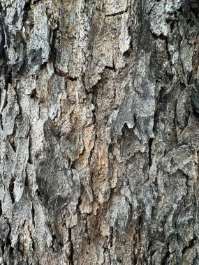 ağaç kabuğu dokusu arkaplanı