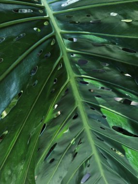 Monstera deliciosa ya da İsviçre peyniri arkaplan dokusu