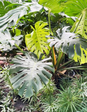 Bahçedeki peynirli ya da peynirli Monstera Deliciosa