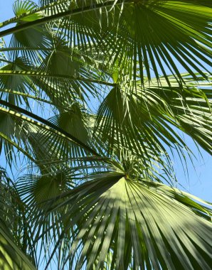 Pritchardia Pacifica veya Fiji taraftar palmiyesi Bahçesinde mavi gökyüzü