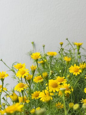 Kopya alanı olan Dahlberg papatya çiçekleri