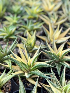 Haworthiopsis limifolia çeşitliliği ya da çiçek saksısında Peri çamaşır tahtası