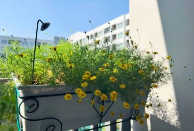 Dahlberg papatya, çiçek saksısında güneş ışığıyla birlikte apartman balkonunda asılı.