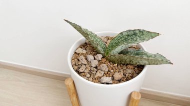 Sansevieria gümüşü, yatak odasındaki beyaz saksıda.