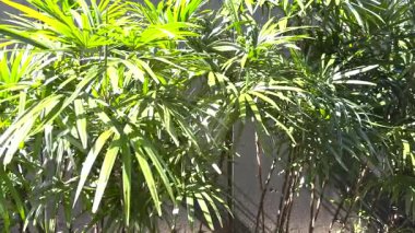 Bahçesinde güneş ışığı olan Rhapis Excelsa ya da Lady Palmiye ağacının tropik yaprakları. Video.