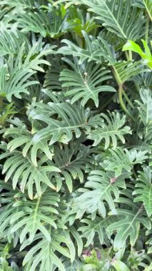 Philodendron Xanadu Bahçede 4k Video