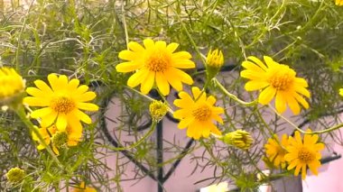 Dahlberg papatyasında çiçek saksısını 4k numaralı balkona asıyor.