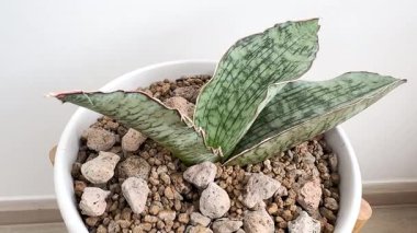 Sansevieria gümüşü beyaz saksıda 4K numaralı odada.