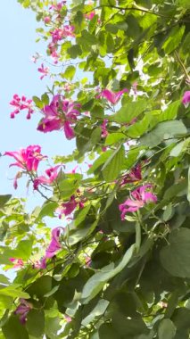 Mavi gökyüzü dikey 4k video ile bahçede kelebek ağacı veya mor bauhinia