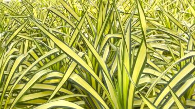 Pandanus baptistii misonne ya da 4k bahçesindeki Variegated Cüce Pandanus
