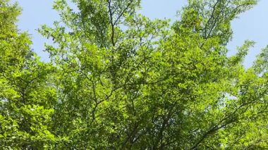 Fildişi sahili bademi ya da mavi gökyüzü 4k ile siyah afara ağacı.