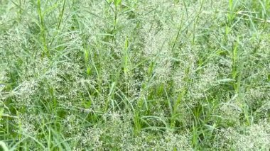 Bahçede aşk otları ya da Japon aşk otları var. 4k Video.