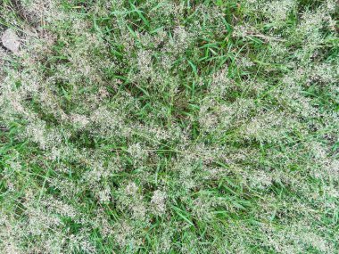 Tepe manzaralı aşk otları ya da bahçedeki Japon aşk otları