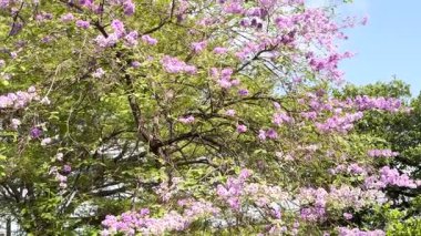 Tayland bungor veya Lagerstroemia loudonii Teijsm. & Binn. Ya da bahçedeki Lagerstroemia Floribunda çiçekleri 4k video.