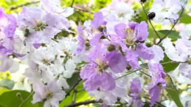 Tayland bungor ya da Lagerstroemia loudonii Teijsm ya da Lagerstroemia Floribunda çiçek bahçesinde 4k Video