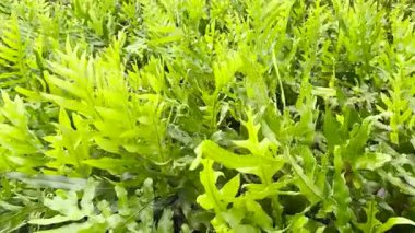 Hawaii ya da Maile-Scented Fern yeşil yapraklar Bahçede 4k Video