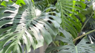 Monstera deliciosa ya da İsviçre peyniri. Bahçesinde güneş ışığı olan 4K video.