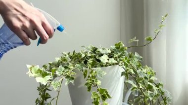 İngiliz Sarmaşığı 'na su sıkan kadın mı yoksa yatak odasındaki beyaz saksıya su damlatan hedera sarmalı mı?