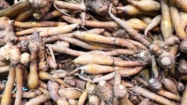 Kaempfer ya da Finger root pile 4k Video