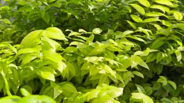 Su Yasemin bitkileri ya da Wrightia Reliosa benth bahçeye 4k video