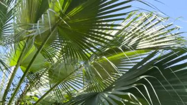 Fiji taraftar palmiyesi mavi gökyüzü 4k Video ile ayrılıyor