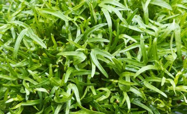 Taze yeşil organik sebzeler ve güneş ışığı Çin su ıspanağı.