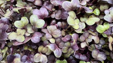 Mikroyeşil kırmızı turp filizleri arka planda