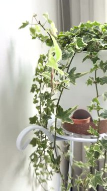 İngiliz Ivy 4k yatak odasındaki beyaz saksıda su damlası ile Hedera sarmalını çeşitlendirdi.