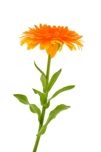 Calendula görevlileri beyaz arkaplanda izole edildi.