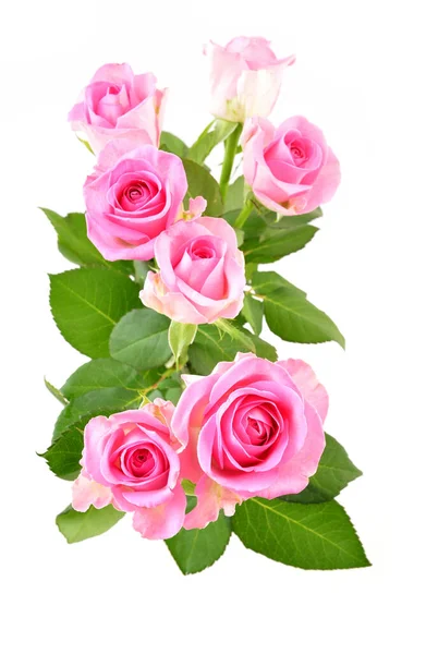 Рожеві Троянди Ізольовані Білому Красивий Букет Квітів Троянд — стокове фото
