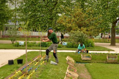 Profesyonel bahçıvan dekoratif ağaç dikiyor. Profesyonel bahçıvan bahçeyi bitiriyor. Parkta dekoratif ağaç dikiyorum..