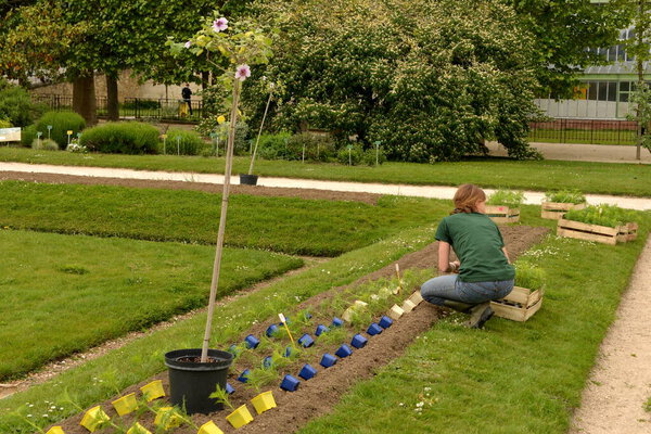 Профессиональный садовник сажает декоративную елку. Профессиональный садовник заканчивает сад. Посадка декоративной елки в парке.