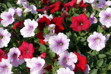 Petunya çiçekleri. Petunyalar karışık renklerde. Soyadı Solanaceae. Çiçek arka planı.