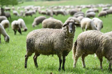  Yeşil çayırdaki koyunlar